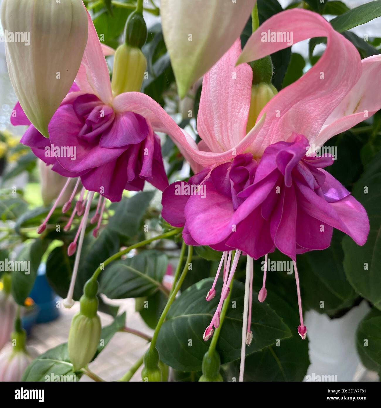 Nahaufnahme der B-Color Seventh Heaven Fuchsia Blumen, die im Sommer in Salem Lakes, Wisconsin, USA blühen - Smartphone-aufgenommenes Stockfoto