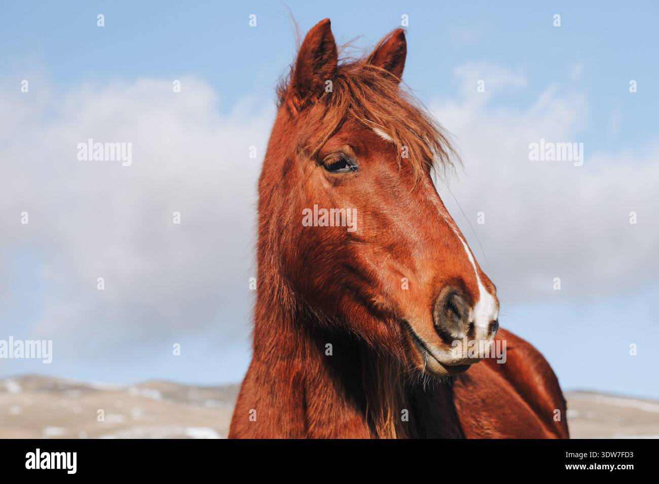 Nahaufnahme eines schönen braunen Pferdes Stockfoto