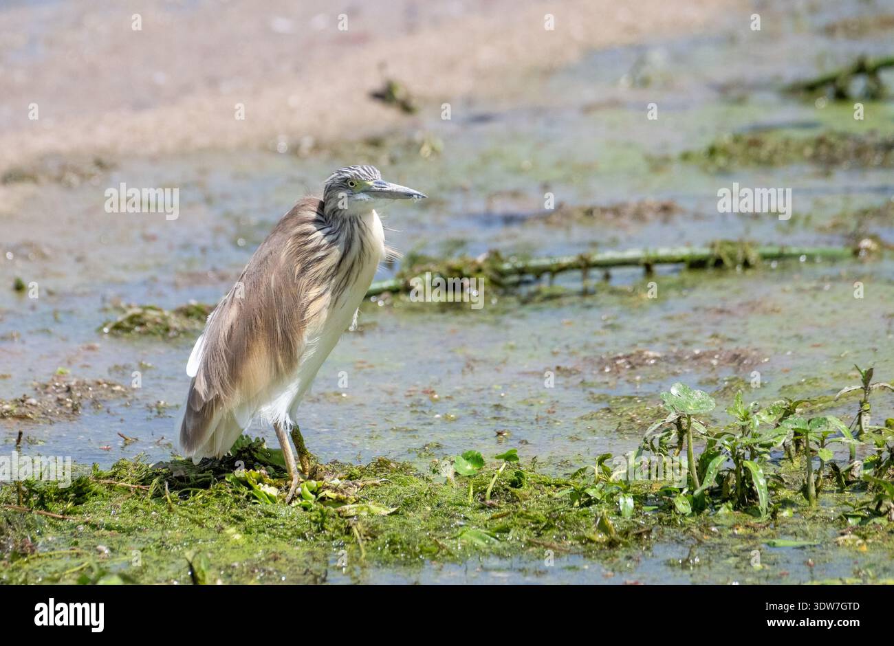 Rallenreiher (Ardeola Ralloides) Stockfoto