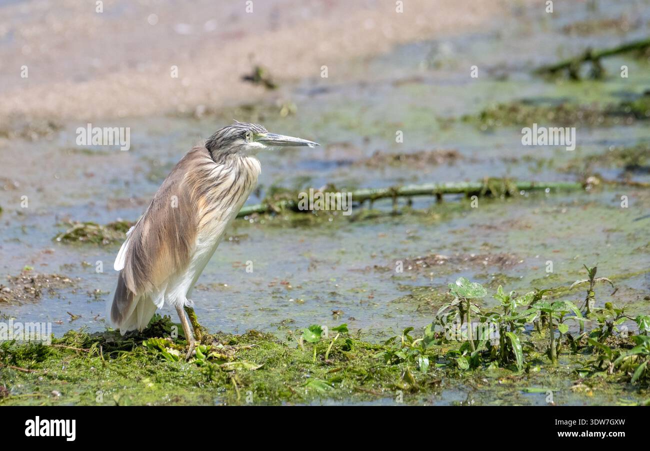 Rallenreiher (Ardeola Ralloides) Stockfoto