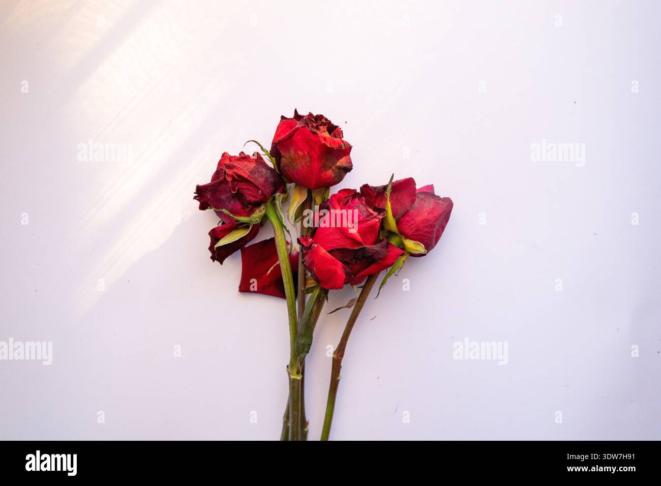 Dollar, tote Rose, rote Rose, Straßenproblem Stockfoto
