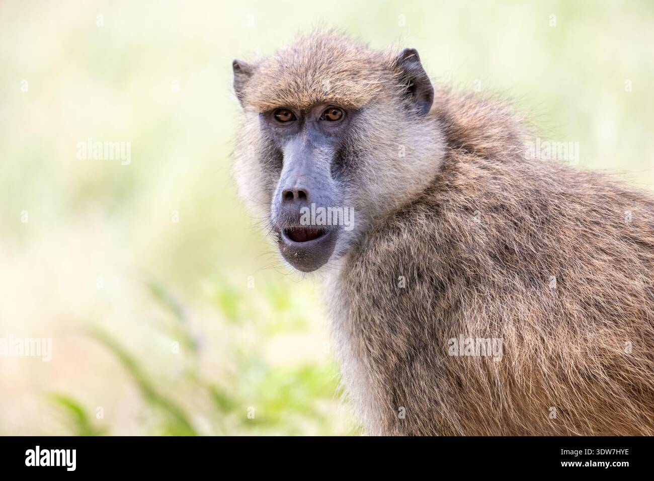 Porträt eines weiblichen gelben Pavians (Papio cynocephalus) Stockfoto