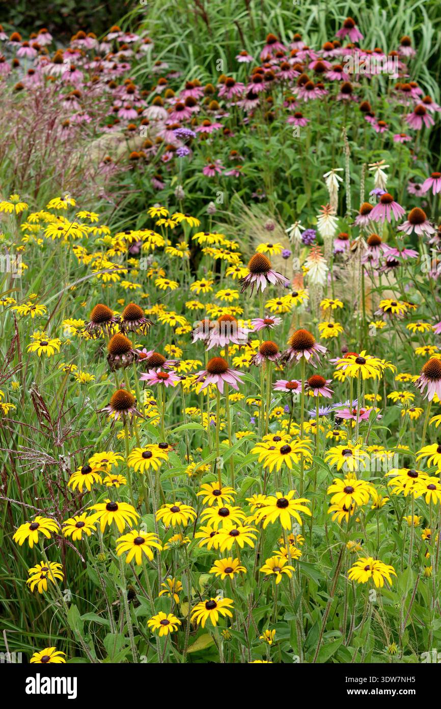 Blumenrand im Sommer mit gelben Rudbeckias, violetten Astern, rosa Echinaceen und Stipa tenuissima Ziergras Stockfoto