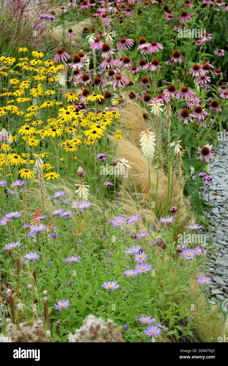 Blumenrand im Sommer mit gelben Rudbeckias, violetten Astern, rosa Echinaceen und Stipa tenuissima Ziergras Stockfoto