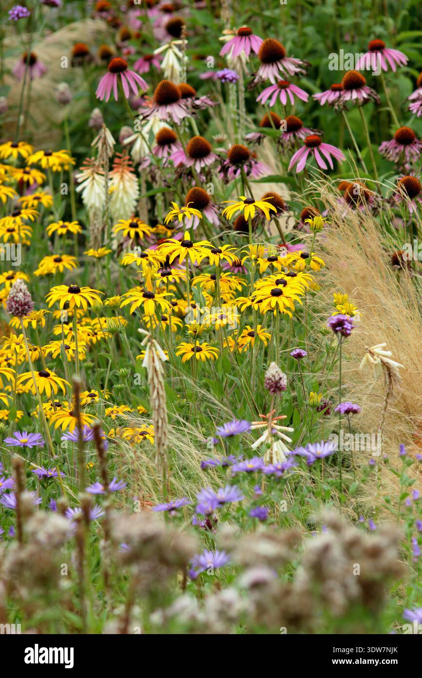Blumenrand im Sommer mit gelben Rudbeckias, violetten Astern, rosa Echinaceen und Stipa tenuissima Ziergras Stockfoto