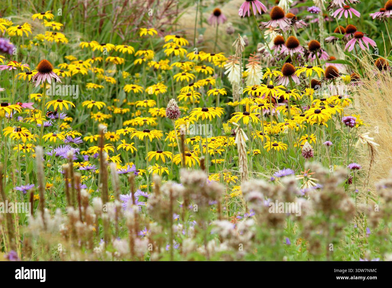 Blumenrand im Sommer mit gelben Rudbeckias, violetten Astern, rosa Echinaceen und Stipa tenuissima Ziergras Stockfoto