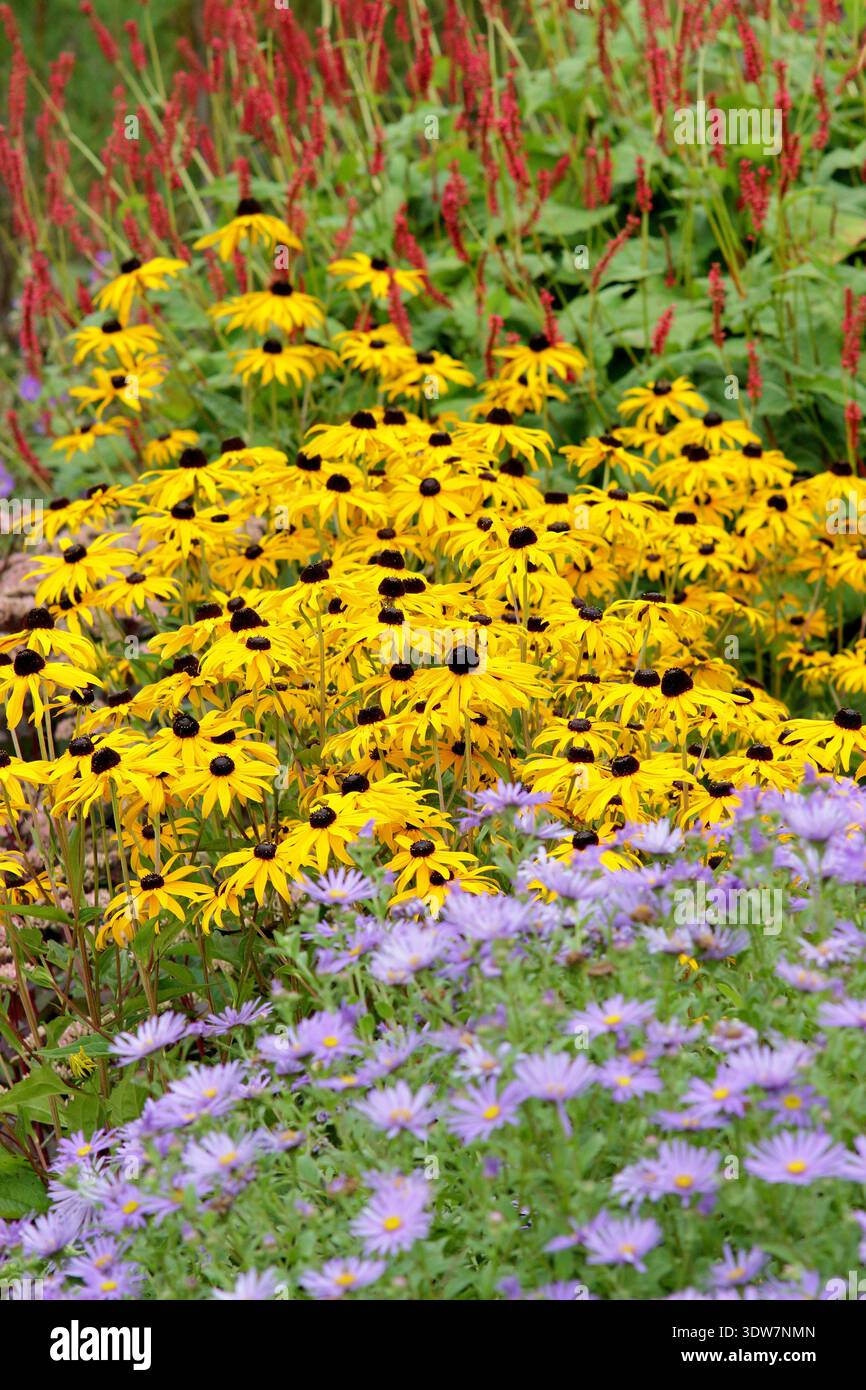 Sommergartengrenze, England, Großbritannien mit gelber Rudbeckia fulgida deamii, violettem Astermönch und roter Persicaria Stockfoto
