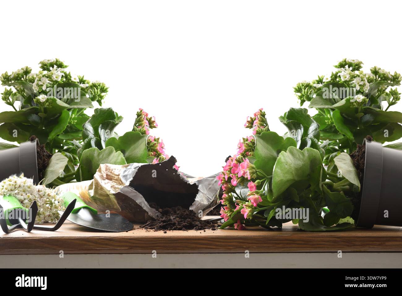 Gefallene Topf-kalanchoe-Pflanzen mit verschüttetem Boden und Gartenwerkzeugen auf einer hölzernen Oberfläche isoliert auf weißem Hintergrund. Konzept von Unfall, Chaos oder r Stockfoto