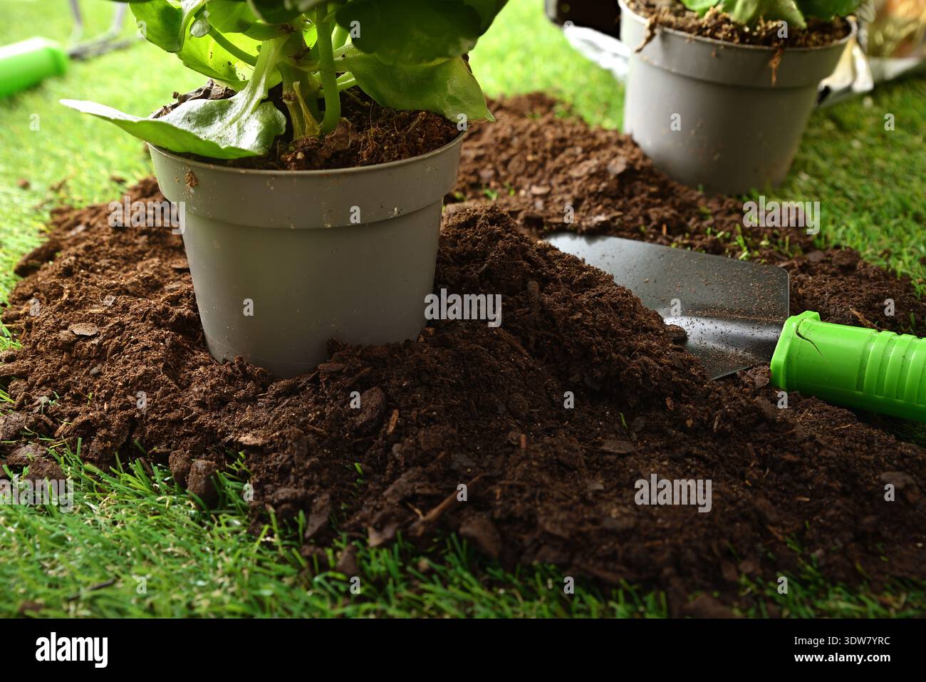 Nahaufnahme einer Topfpflanze, die in frischen Gartenboden umpflanzt wird, mit einer Handkelle auf Gras, was die Frühjahrsgartenarbeit und den Hauspflanzenkonflikt hervorhebt Stockfoto