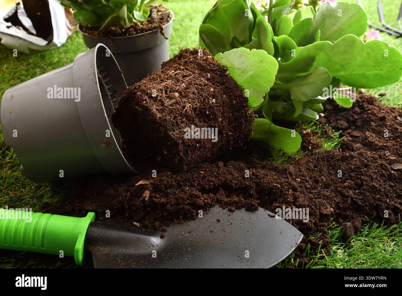 Blumenpflanze mit freiliegender Wurzelkugel, die neben einer Gartenkelle und einem Topf auf dem Boden liegt. Frisches Gras und natürliches Tageslicht Hintergrund. Stockfoto