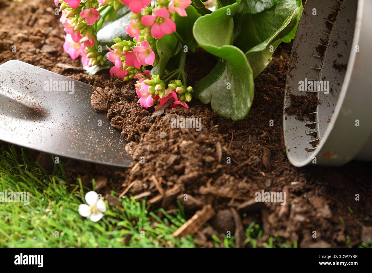 Nahaufnahme einer rosa blühenden Pflanze, die mit einer Gartenkelle aus einem Plastiktopf entfernt wird, bereit für die Umpflanzung in frischen Boden in einem Garten im Hinterhof Stockfoto