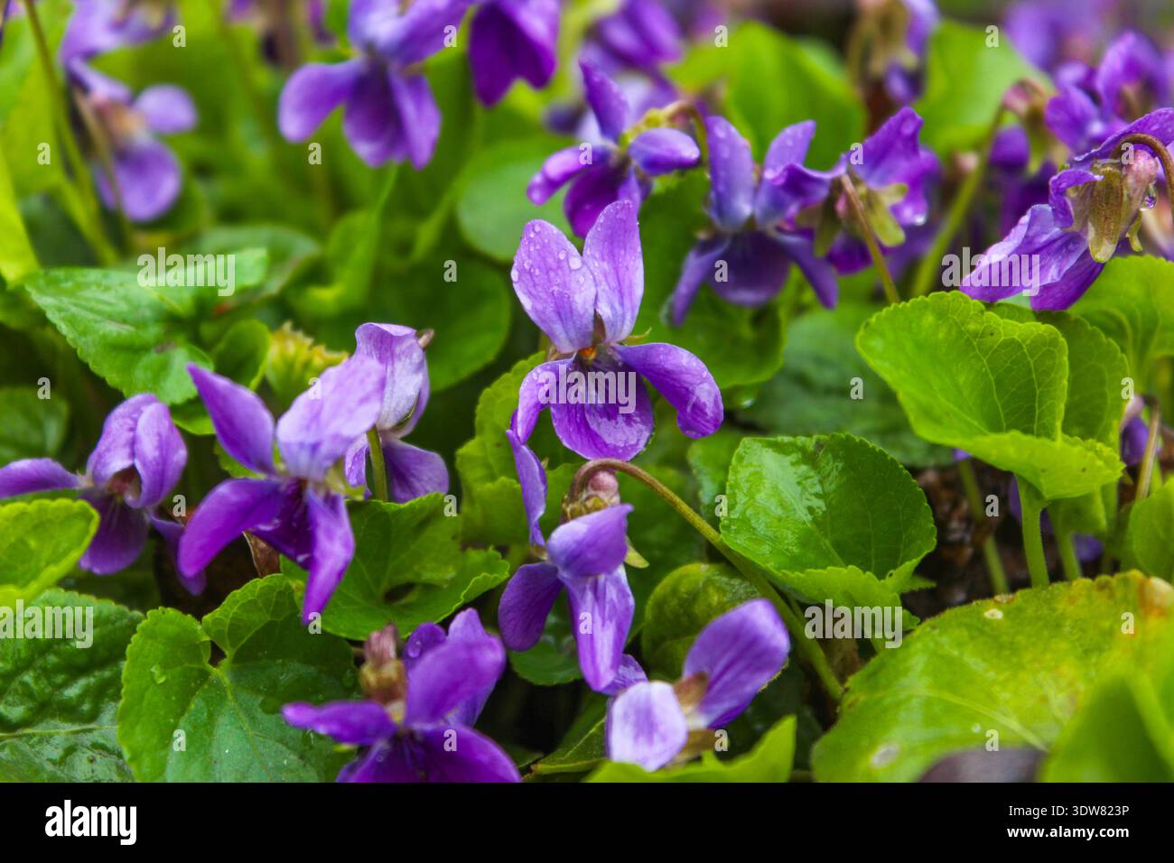 Das violette Blumenfeld blüht im Frühling. Die erste Frühlingsblume ist Viola odorata. Stockfoto