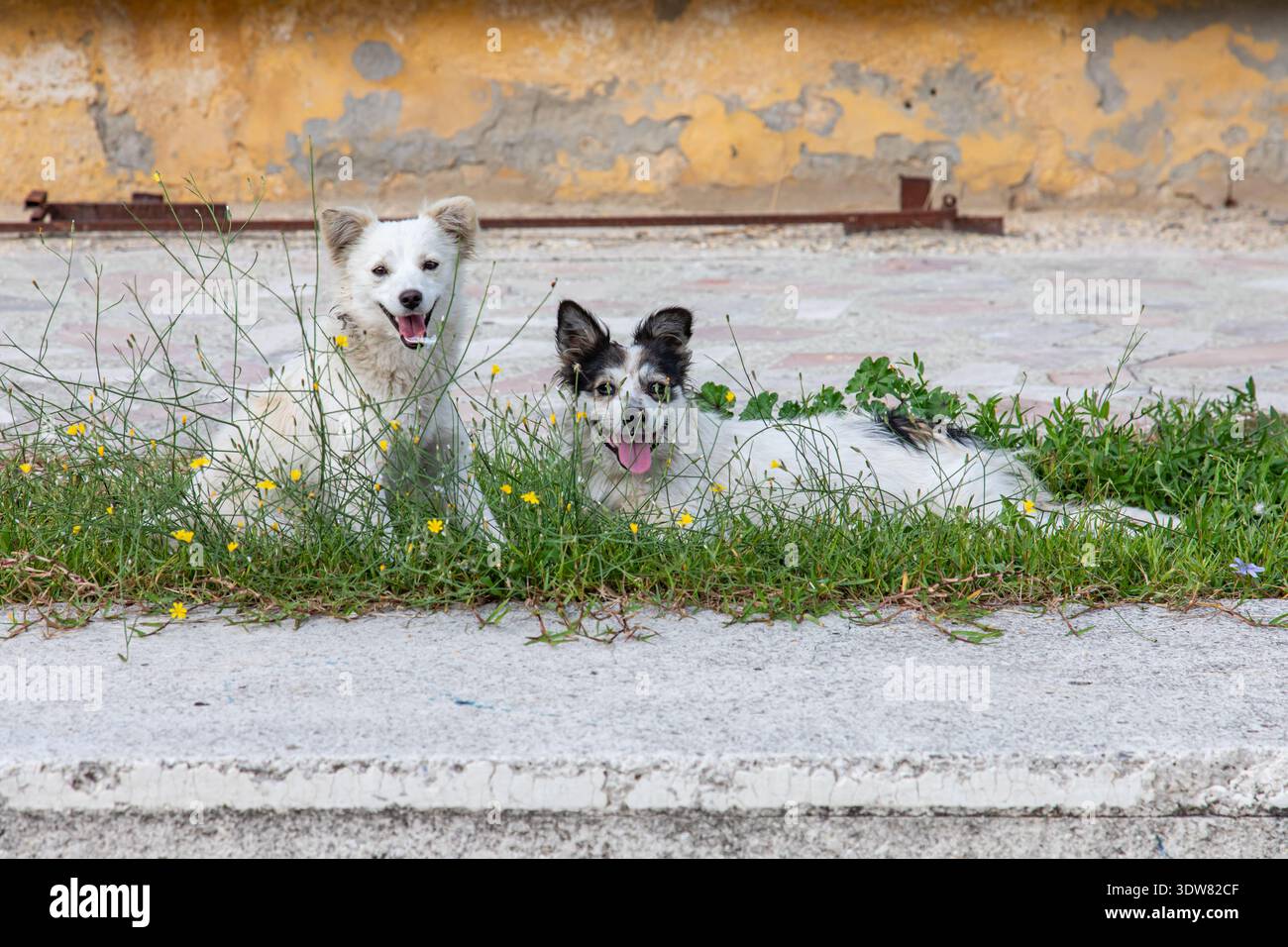 Glücklich aussehende wilde Hunde in Berat, Albanien Stockfoto