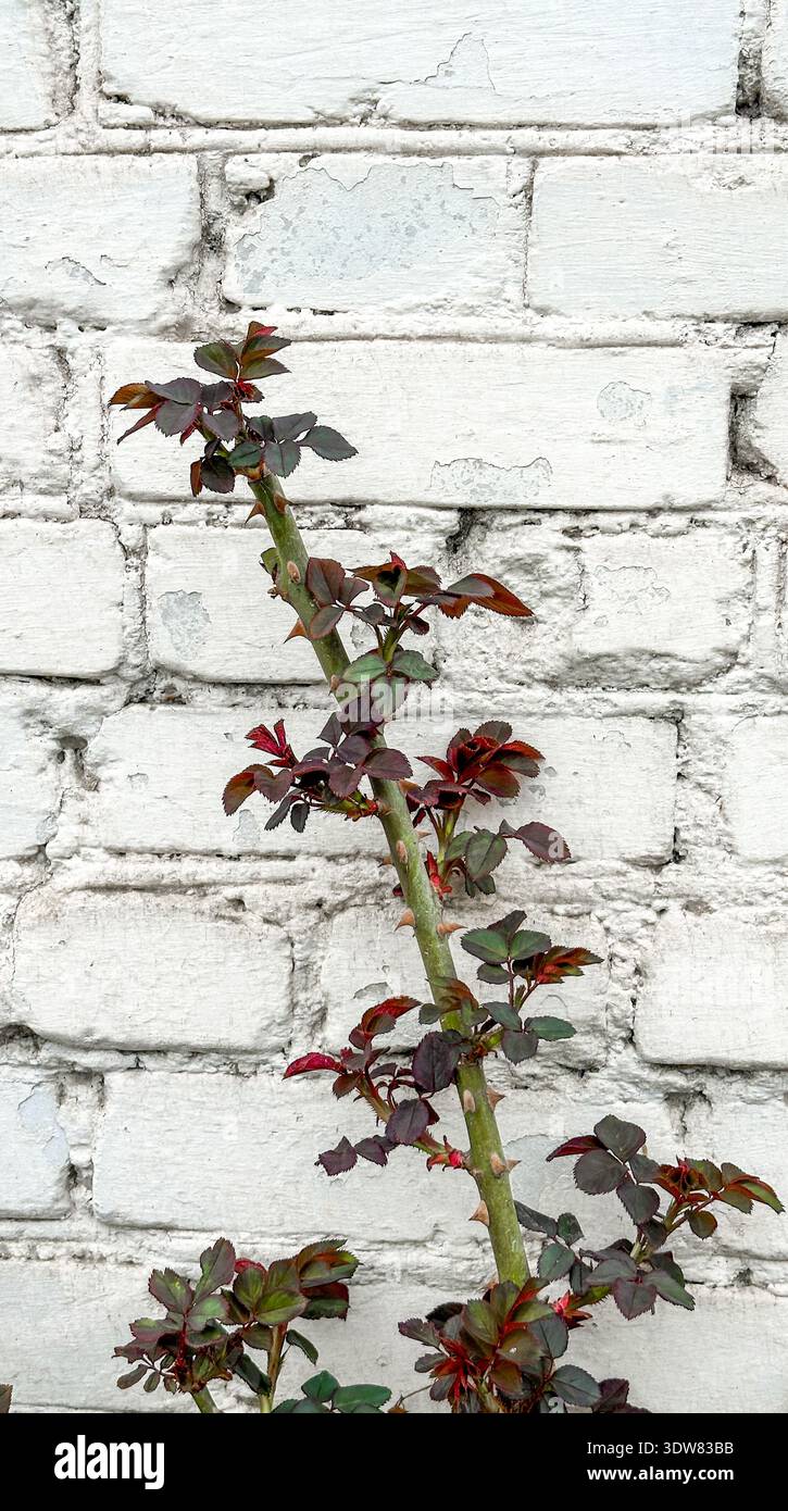 Rot-grüne Rosenpflanzen ohne Blumen auf dem Hintergrund der weißen Ziegelwand. Stockfoto
