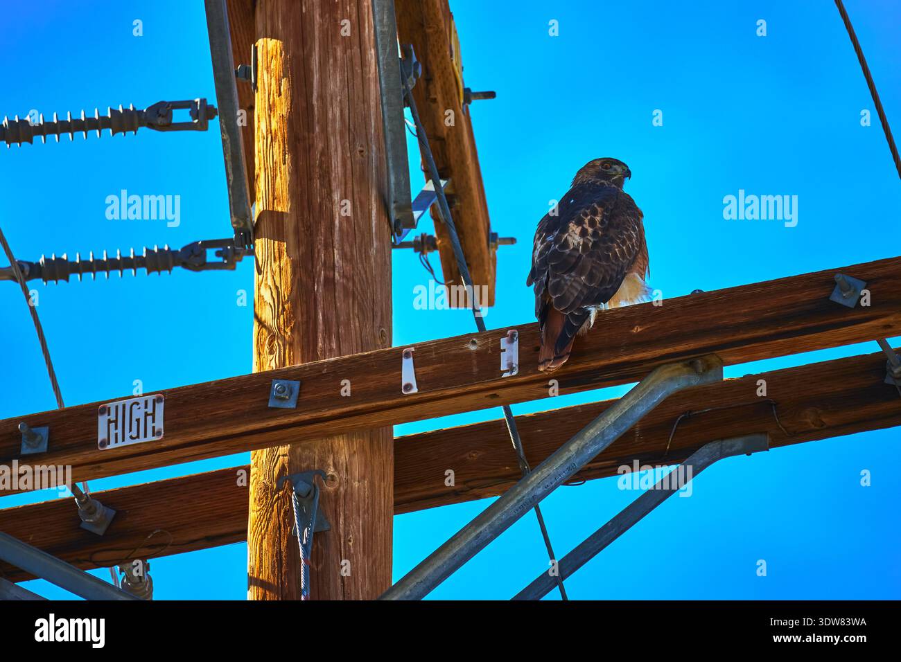 Falke hockte auf hölzernem Telefonmast vor dem hellen blauen Himmel in der Mojave-Wüste Stockfoto