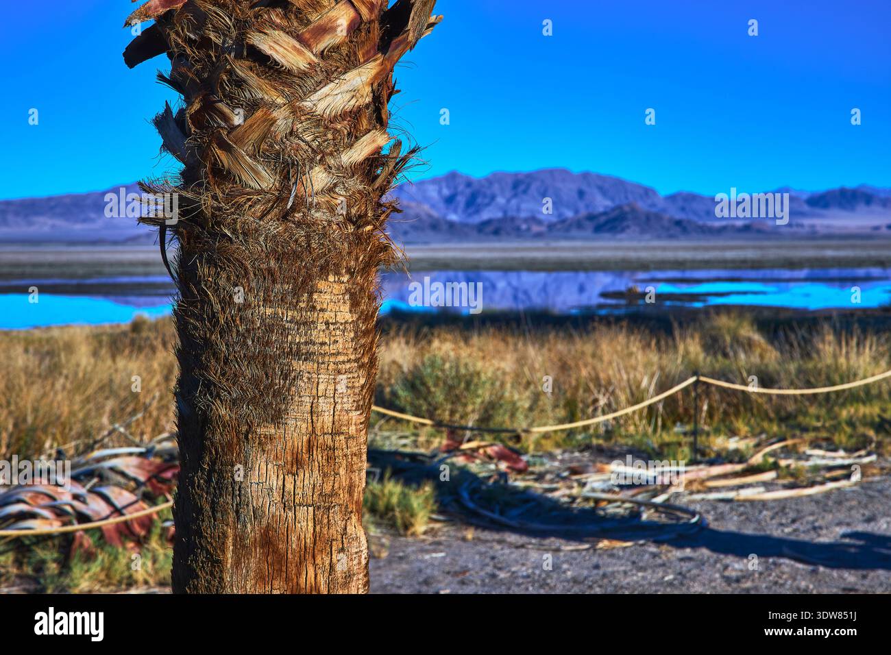 Palmenstamm mit Mojave Feuchtgebieten und Fernen Bergen in der hellen kalifornischen Sonne Stockfoto