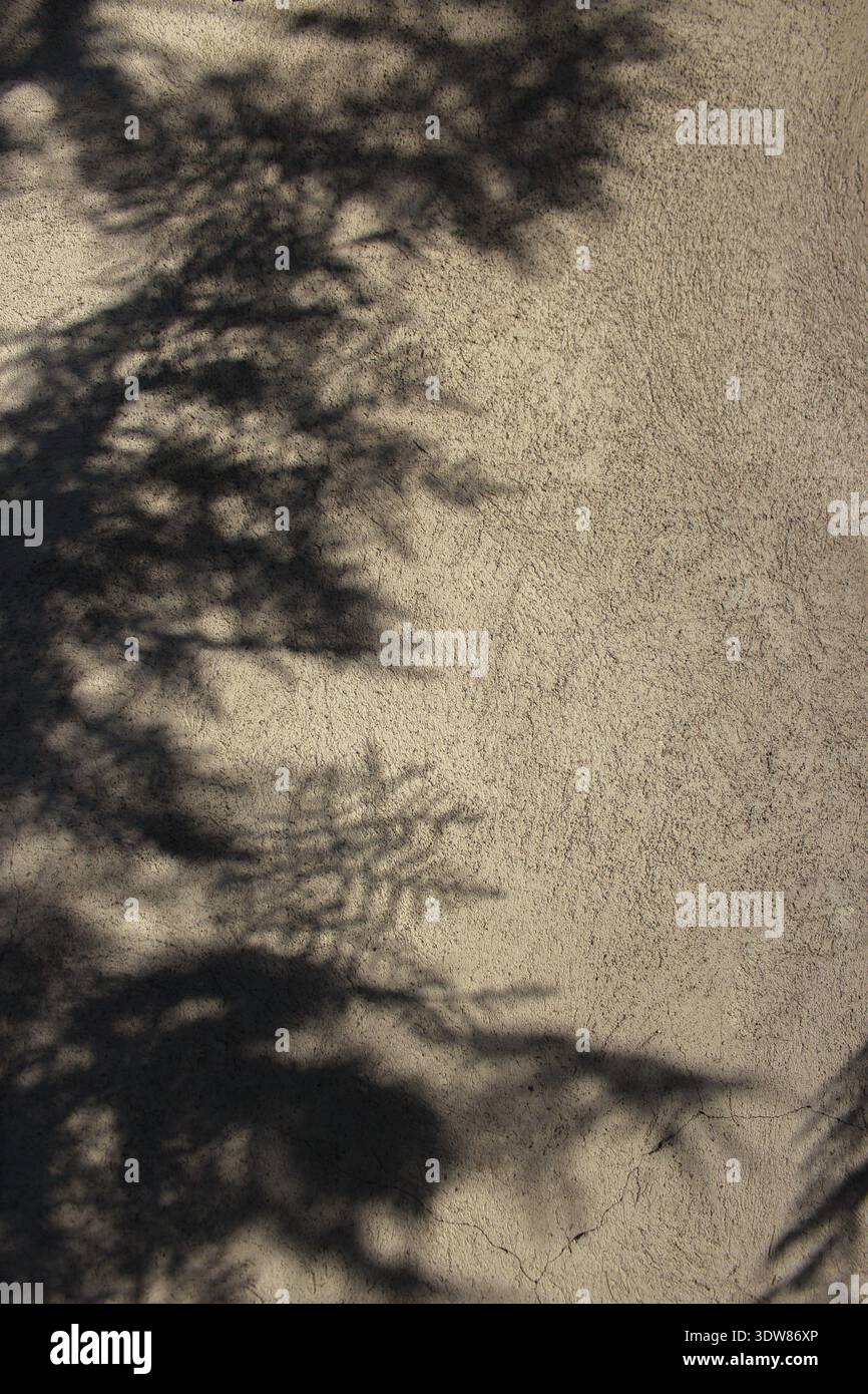 Schatten von Thuja-Ästen auf der Betonwandstruktur mit Rauheit und Unregelmäßigkeiten. Abstrakter natürlicher Hintergrund. Kopierbereich für Textüberlagerung. Stockfoto