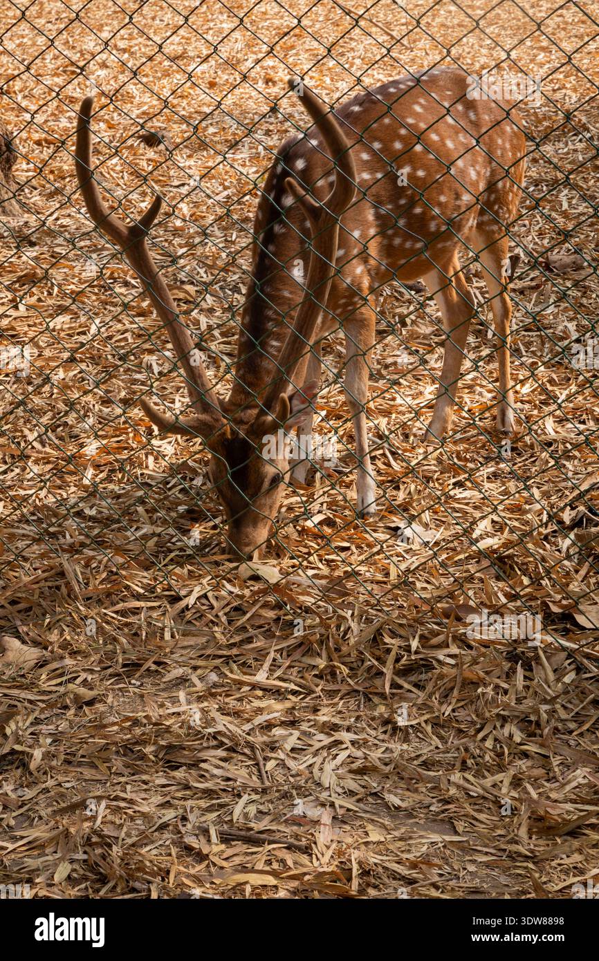 Gefleckter Hirsch (Chital) mit großen verzweigten Geweihen, die auf gefallenen Blättern in einem umzäunten Zoogehege weiden Stockfoto