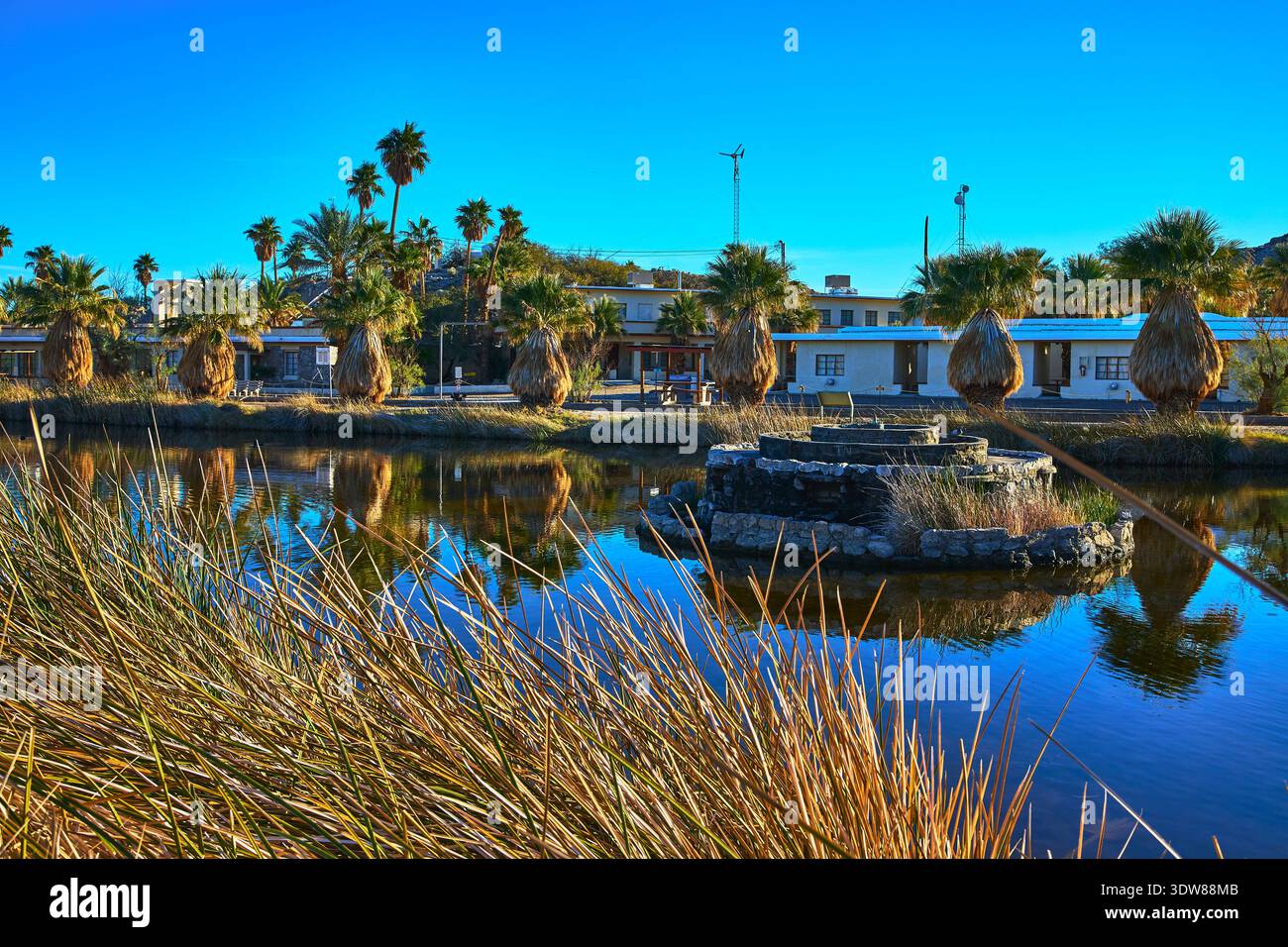 Pond Reflections and Palm Trees at Desert Oasis in ZZYZX Mojave Kalifornien Stockfoto