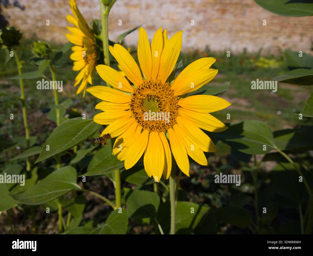 Honigbiene (APIs mellifera) nähert sich einer hellgelben Sonnenblume (Helianthus annuus) in einem sonnigen Garten. Stockfoto