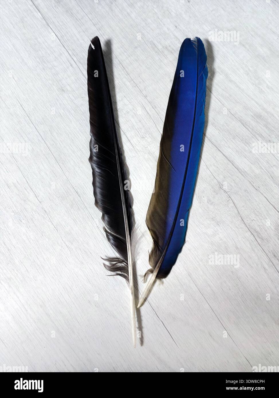 Zwei Federn liegen auf grauem Hintergrund. Die schwarzen Federn sind die einer Krähe und einer Elster, und die blauen Federn eines Aras. Stockfoto