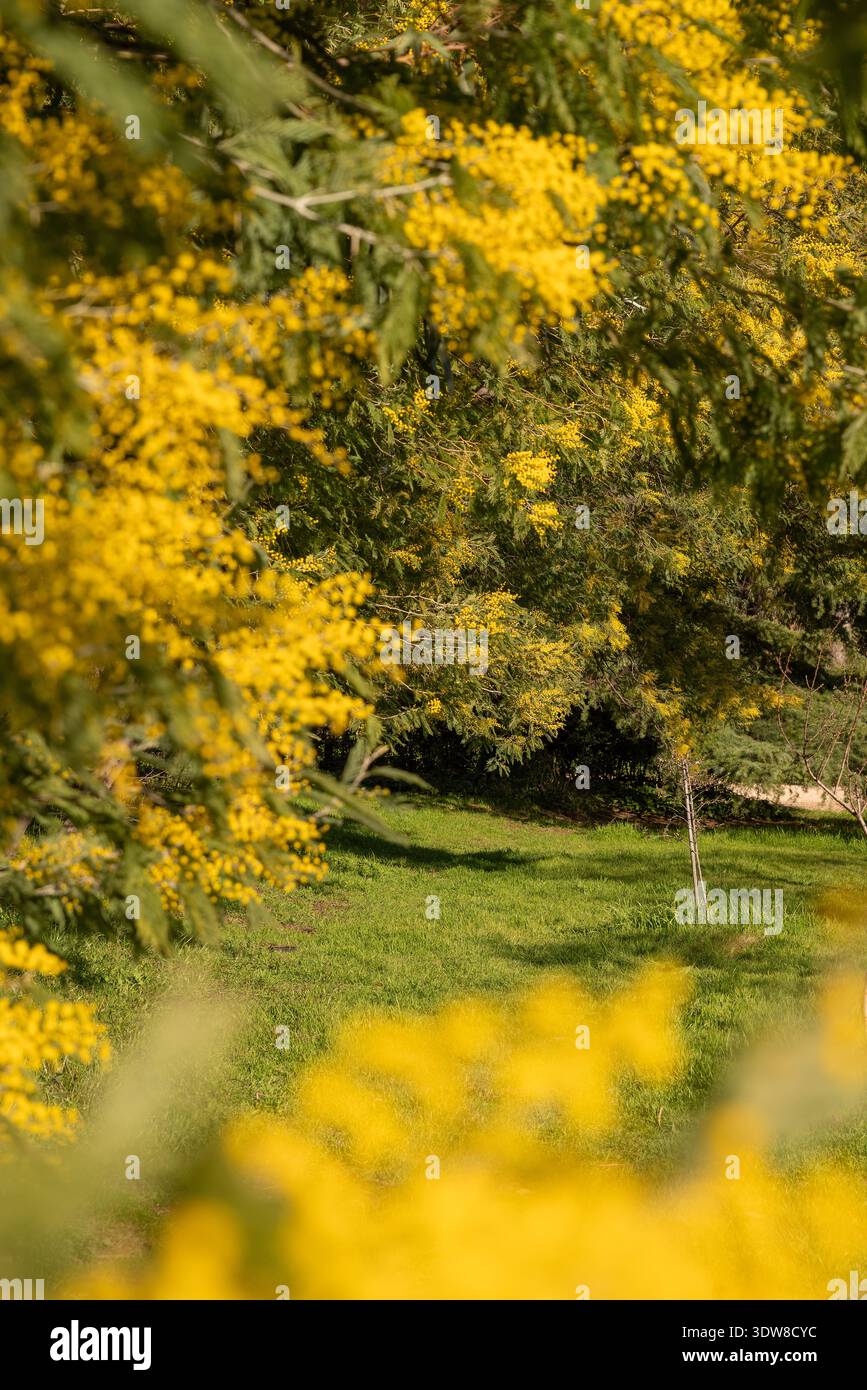 Blühender Mimosa-Baum (Acacia dealbata) im Spätwinter bis frühen Frühling, blüht im Februar und März in Madrid, Spanien. Stockfoto