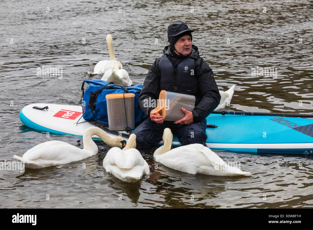 Ullswater Swan Man Stockfoto