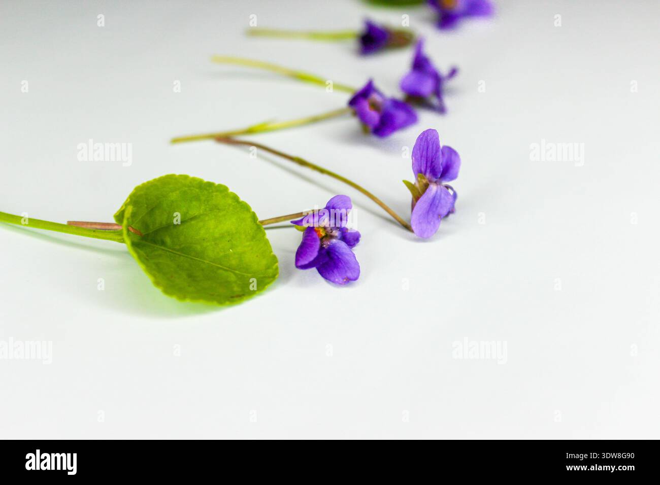 Erste Frühlingsblume Viola odorata auf hellblauem Hintergrund. Stockfoto