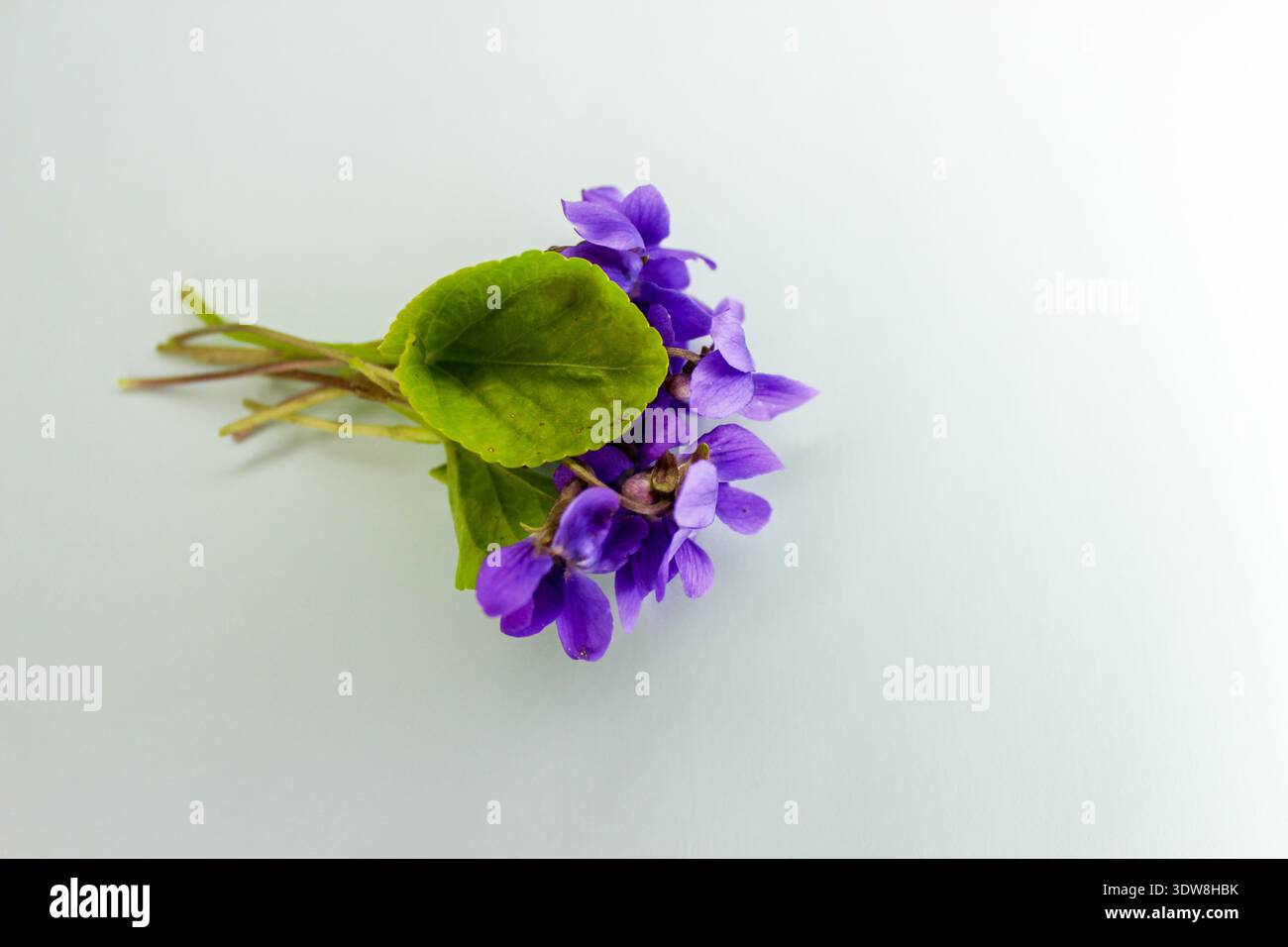 Kleiner süßer Veilchenstrauß. Erste Frühlingsblume Viola odorata auf hellblauem Hintergrund. Stockfoto