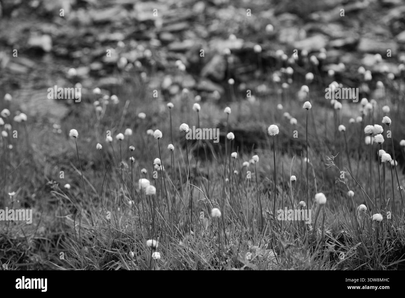 Wunderschöne Ruhige Landschaft Mit Baumwollgras In Greina, Schweiz. Stockfoto
