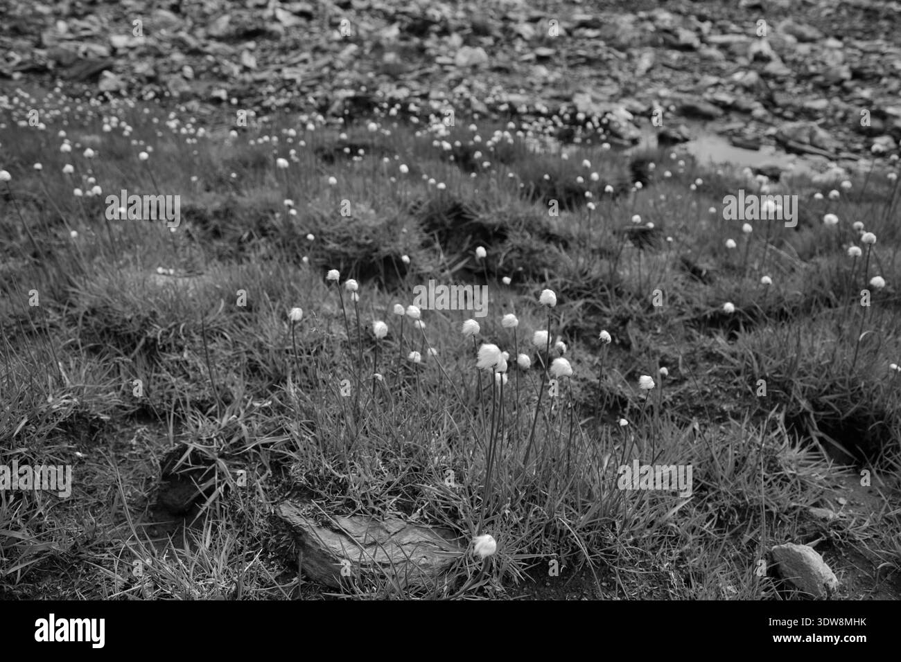 Frisches Grün Und Baumwollgras In Greina, Schweiz. Stockfoto