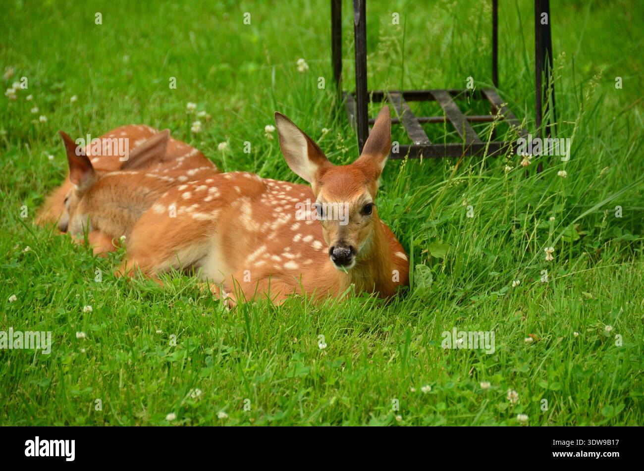 Zwillingsschwanz in meinem Garten Stockfoto