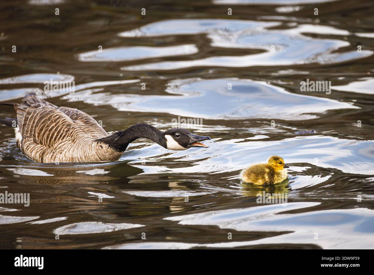 Der Schutz einer Mutter: Eine große Kanadas-Gans bleibt in der Nähe ihres jungen Görns, während sie gemeinsam im ruhigen Wasser navigieren. Stockfoto