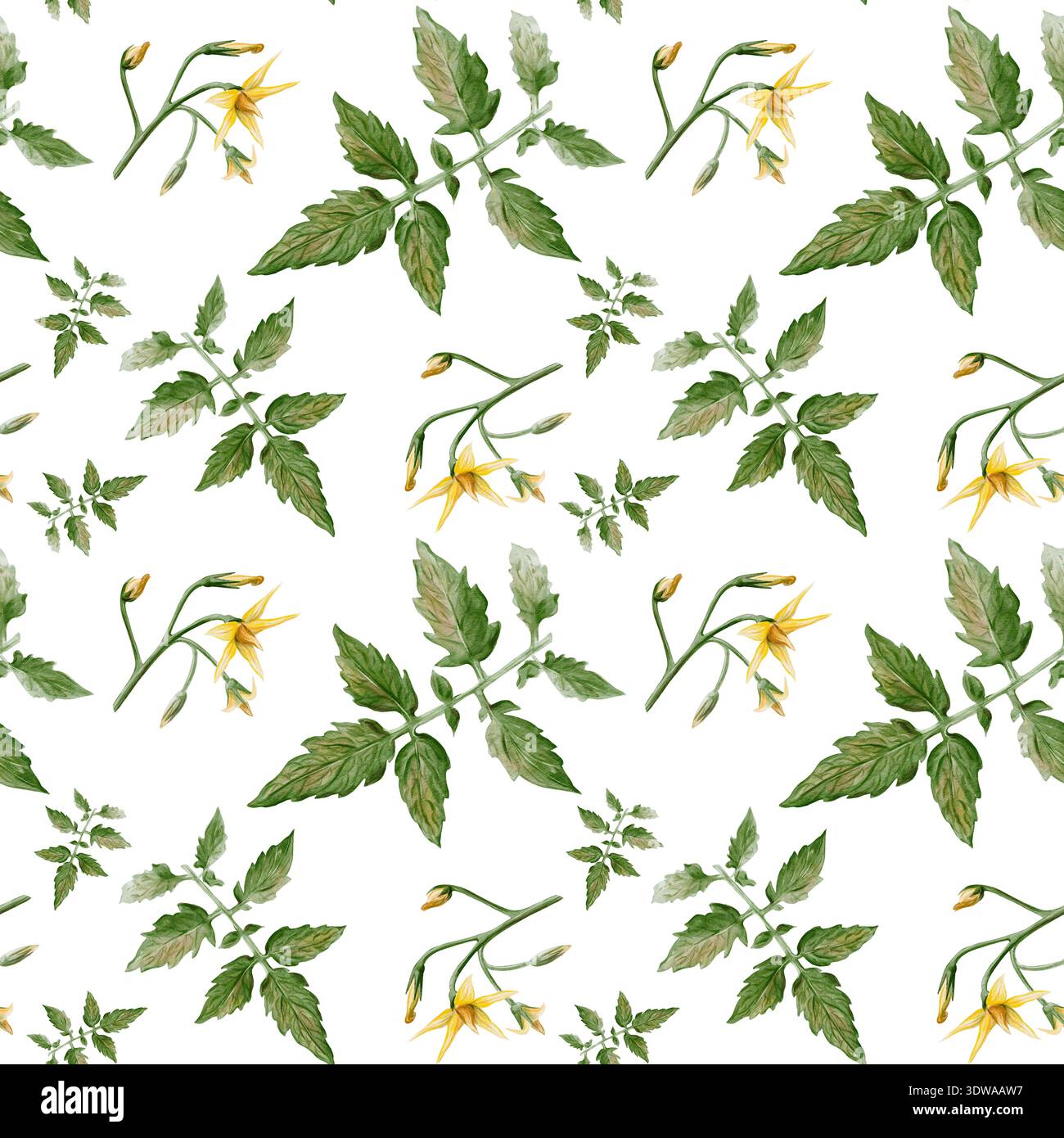 Nahtloses Aquarellmuster mit Tomatenblättern, Stängeln und gelben Blüten. Handgemalte botanische Illustration isoliert auf hellem Hintergrund, natürlich Stockfoto