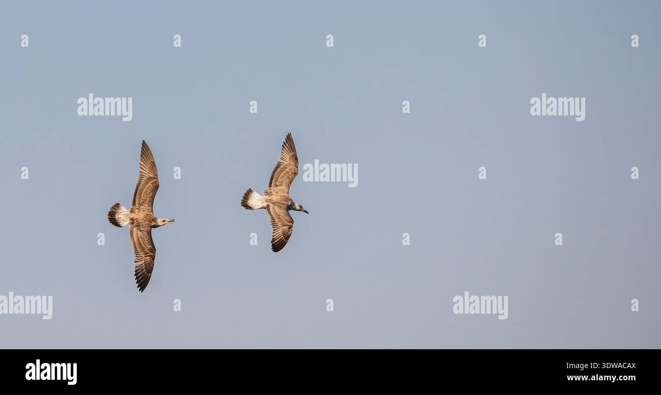 Zwei Möwen fliegen am klaren blauen Himmel, die Flügel sind vollständig ausgefahren, während sie im synchronisierten Flug gleiten. Stockfoto