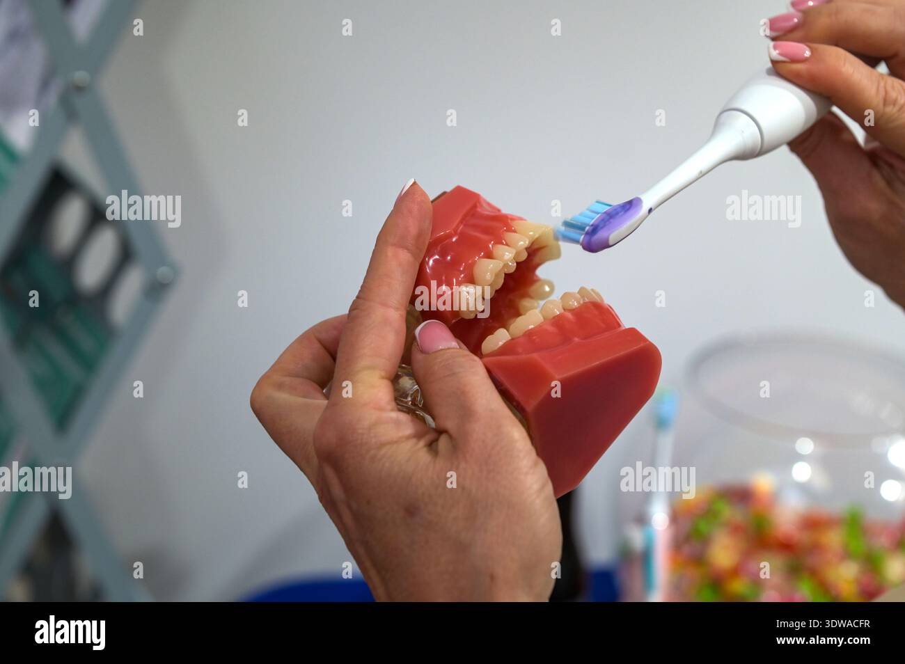 Zahnarzt mit elektrischer Zahnbürste am künstlichen Kieferzahnmodell. Zahnpflege, Behandlung, Mundhygiene mit Bürste. Mundhygiene Concrete Stockfoto