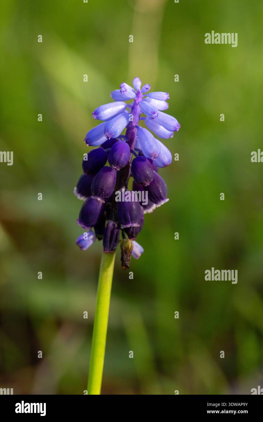 Wilde Hyazinthe in der Natur. Wissenschaftlicher Name; Muscari botryoides - Muscari neglectum Stockfoto