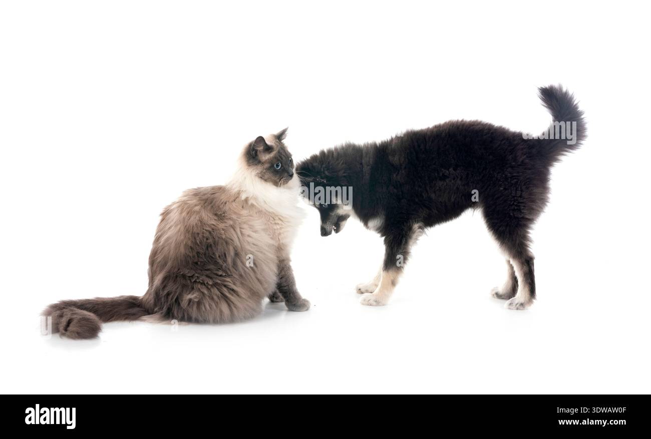 Bild einer pompösen und sibirischen Katze vor weißem Hintergrund Stockfoto