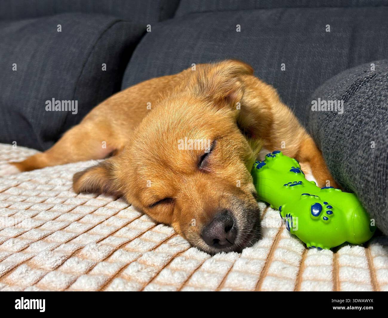 Kleiner brauner Welpe, der friedlich auf einer Couch neben einem grünen Kaugummi schläft Stockfoto