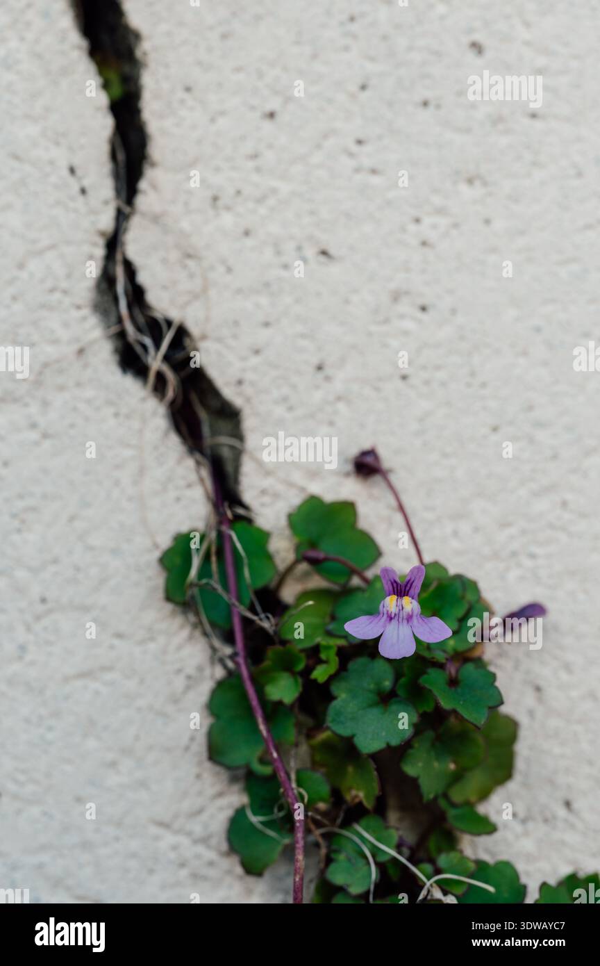 Kleine Wildblume, die aus Rissen in der Betonmauer wächst, Resilienz der Natur und urbanes Biodiversitätskonzept Stockfoto