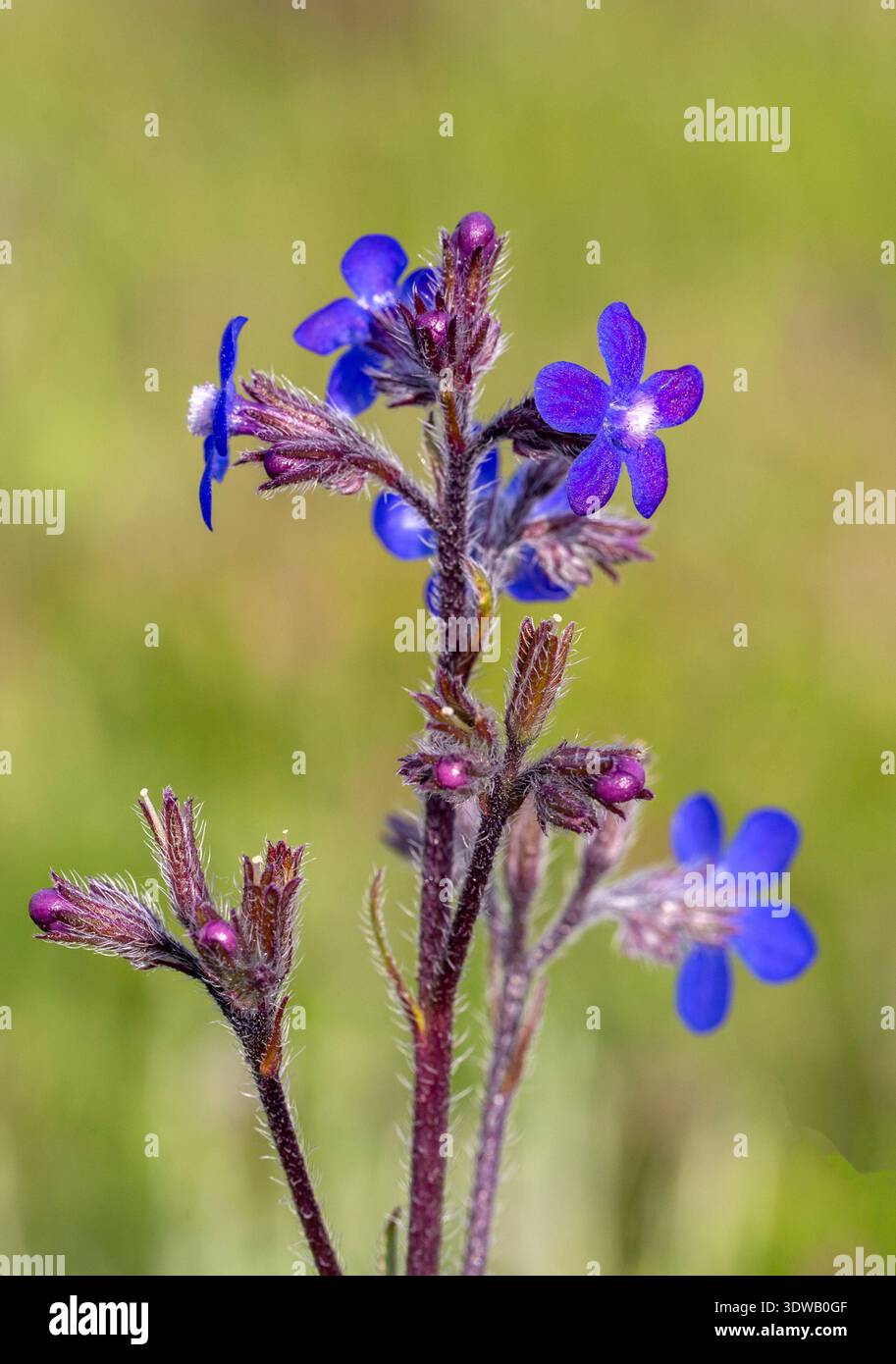 Anchusa azurea ist eine blühende Pflanzenart aus der Familie Boraginaceae, bekannt unter den gebräuchlichen Namen Garden anchusa und Italian Bugloss (oder auch nur Bugl Stockfoto