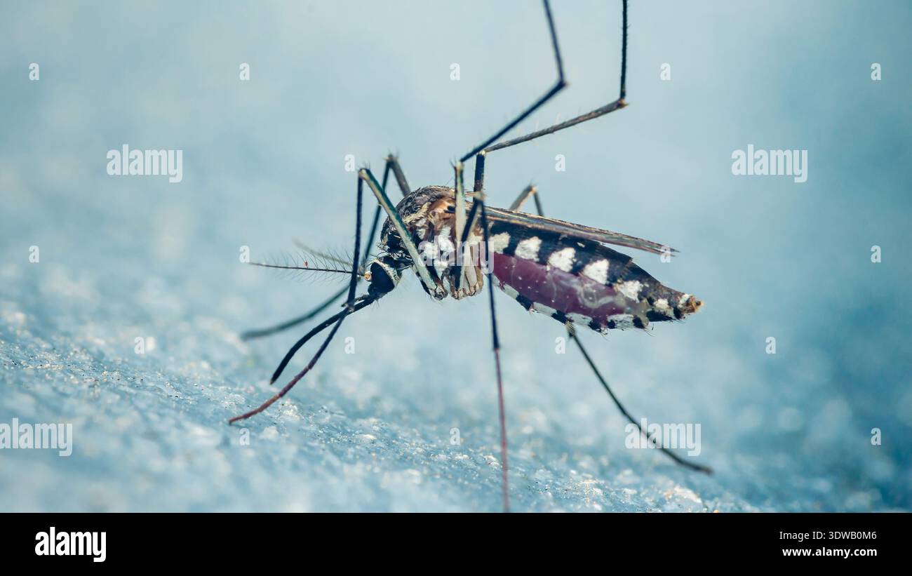 Close-up-Mücke ernährt sich von Blut aus menschlicher Haut, hebt insektenübertragenes Krankheitsrisiko hervor, Vektoren wie aedes übertragen Dengue, Malaria, zika. Pho Stockfoto
