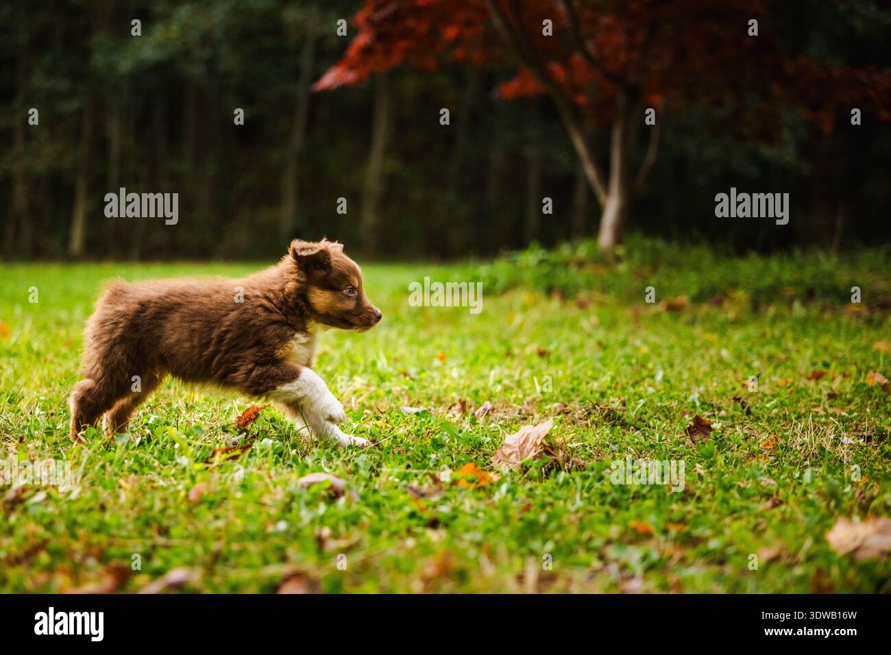 Der braune australische Schäferhund mit weißen Pfoten läuft im warmen Abendlicht über eine grüne Wiese unter Herbstbäumen Stockfoto
