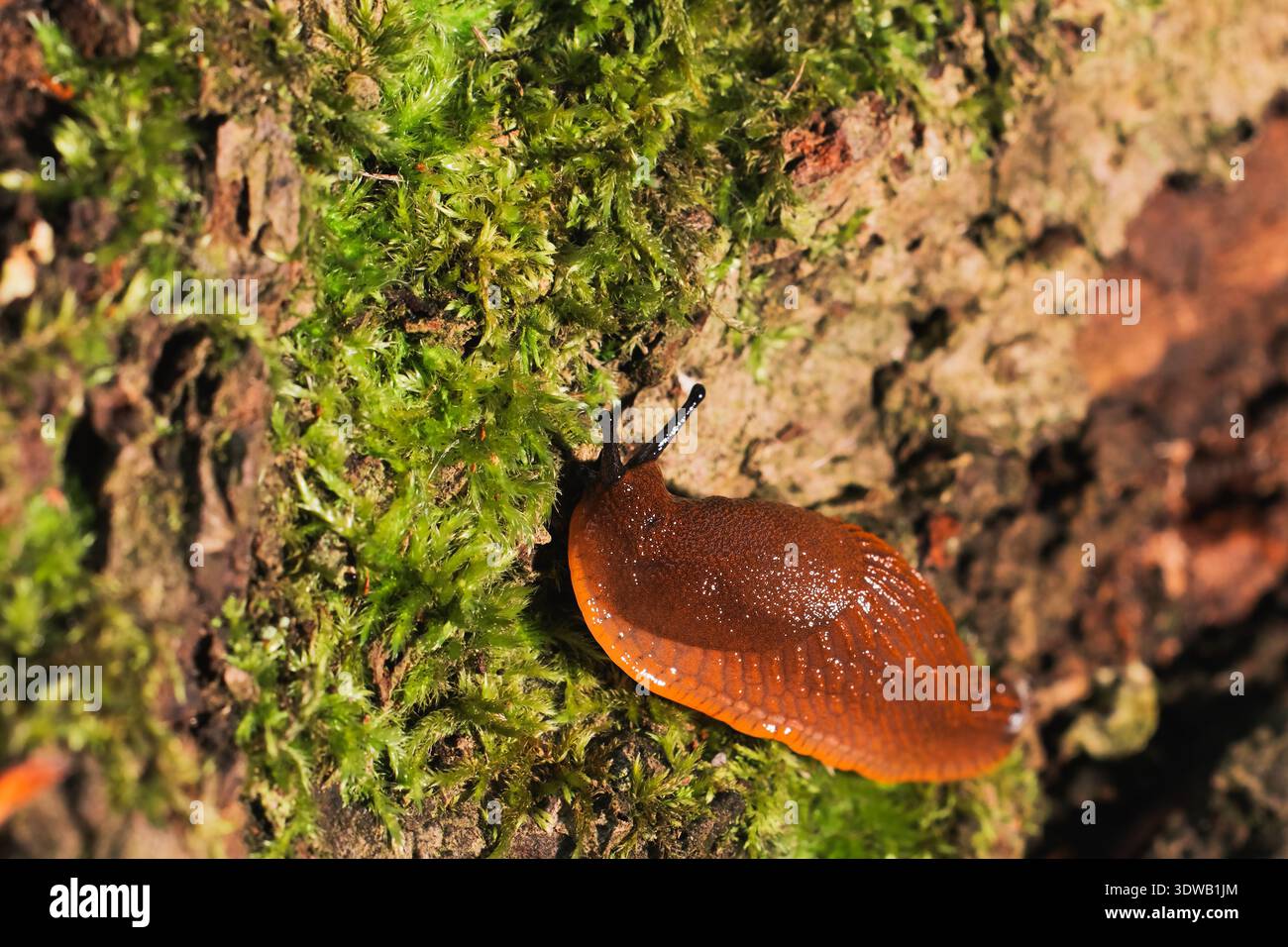 Eine detaillierte Makroaufnahme erfasst die glänzende Textur einer leuchtend orangen Schnecke, die sich ihren Weg über einen moosbedeckten Baumstamm, beleuchtet von Natu, bewegt Stockfoto