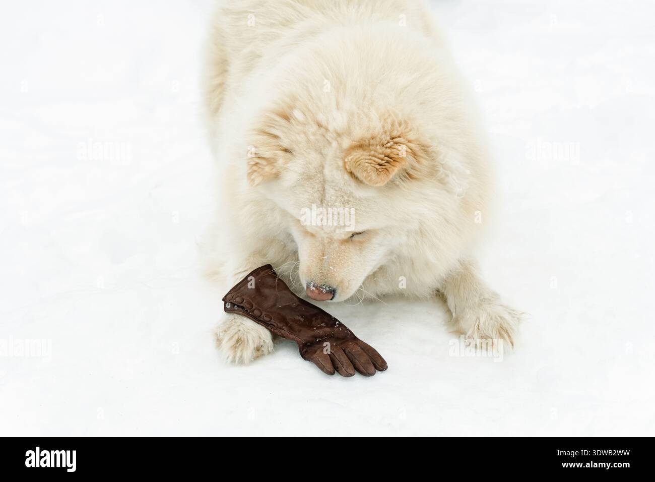 Ein flauschiger weißer samoyed-Hund riecht einen verlorenen braunen Lederhandschuh, der auf tiefem Winterschnee liegt. Authentischer Outdoor-Lebensstil mit einem reinrassigen Tier. Stockfoto