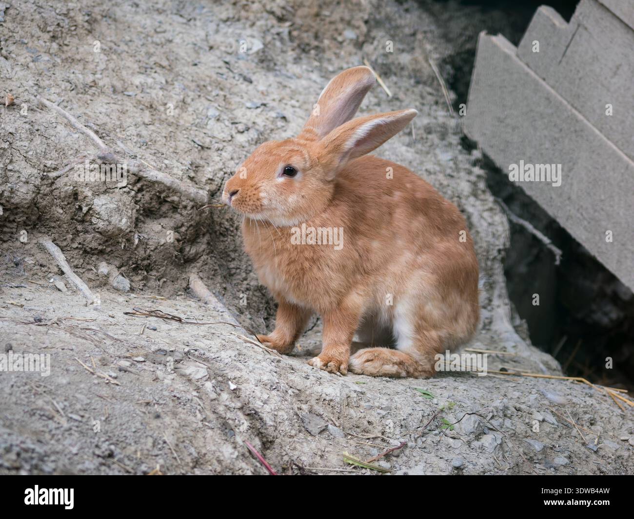 Ein rotes Kaninchen steht auf einem kleinen felsigen Felsvorsprung, umgeben von Steinen und unebenem Boden Stockfoto