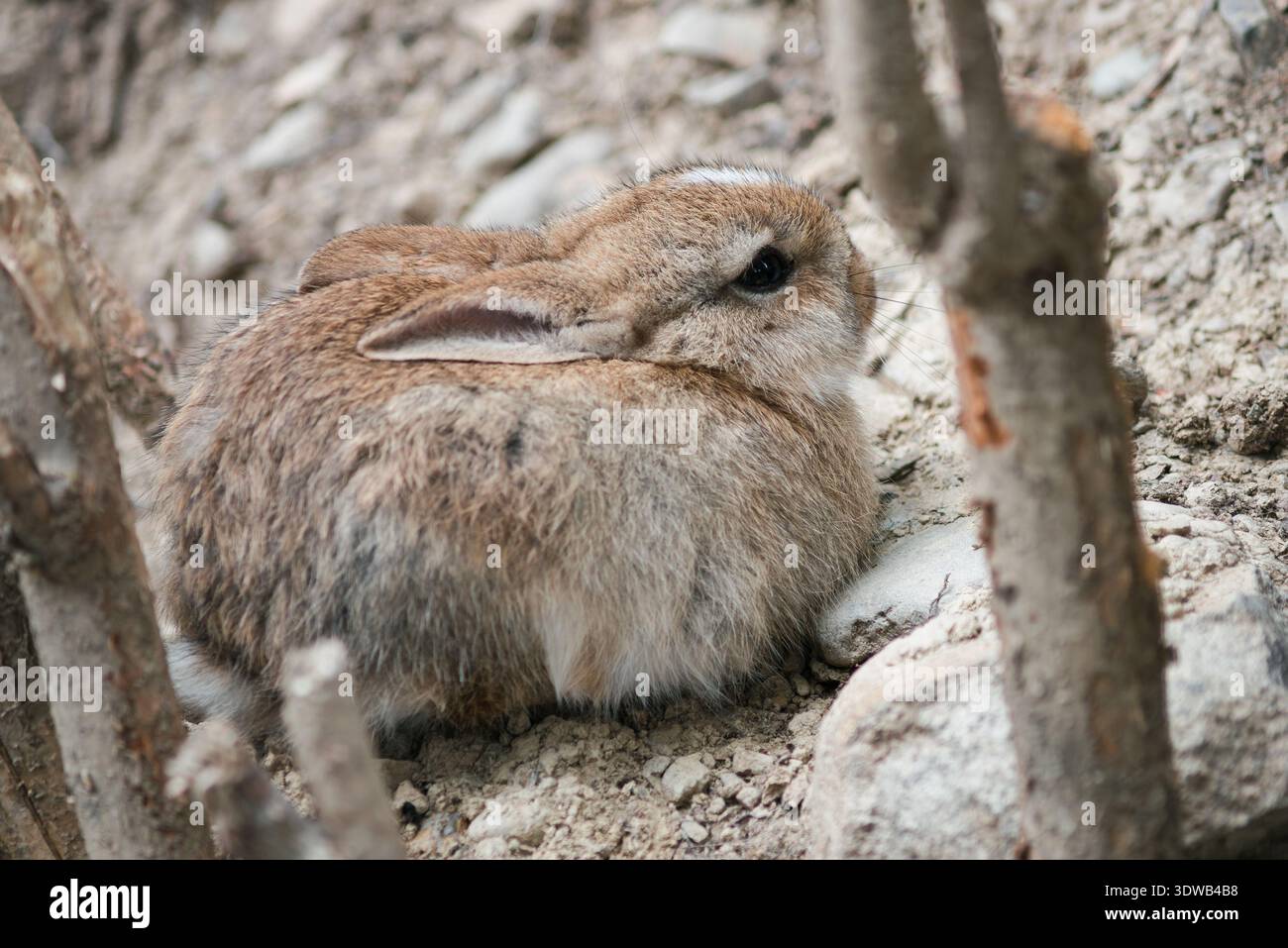 Ein graues und rötliches Kaninchen sitzt tief am Boden mit den Ohren nach unten und verschmilzt sich in die Erde um ihn herum Stockfoto