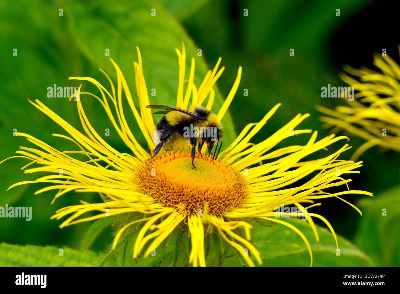 Eine zottelige Hummel sammelt Nektar von einer gelben Elekampanblüte. Selektiver Fokus Stockfoto