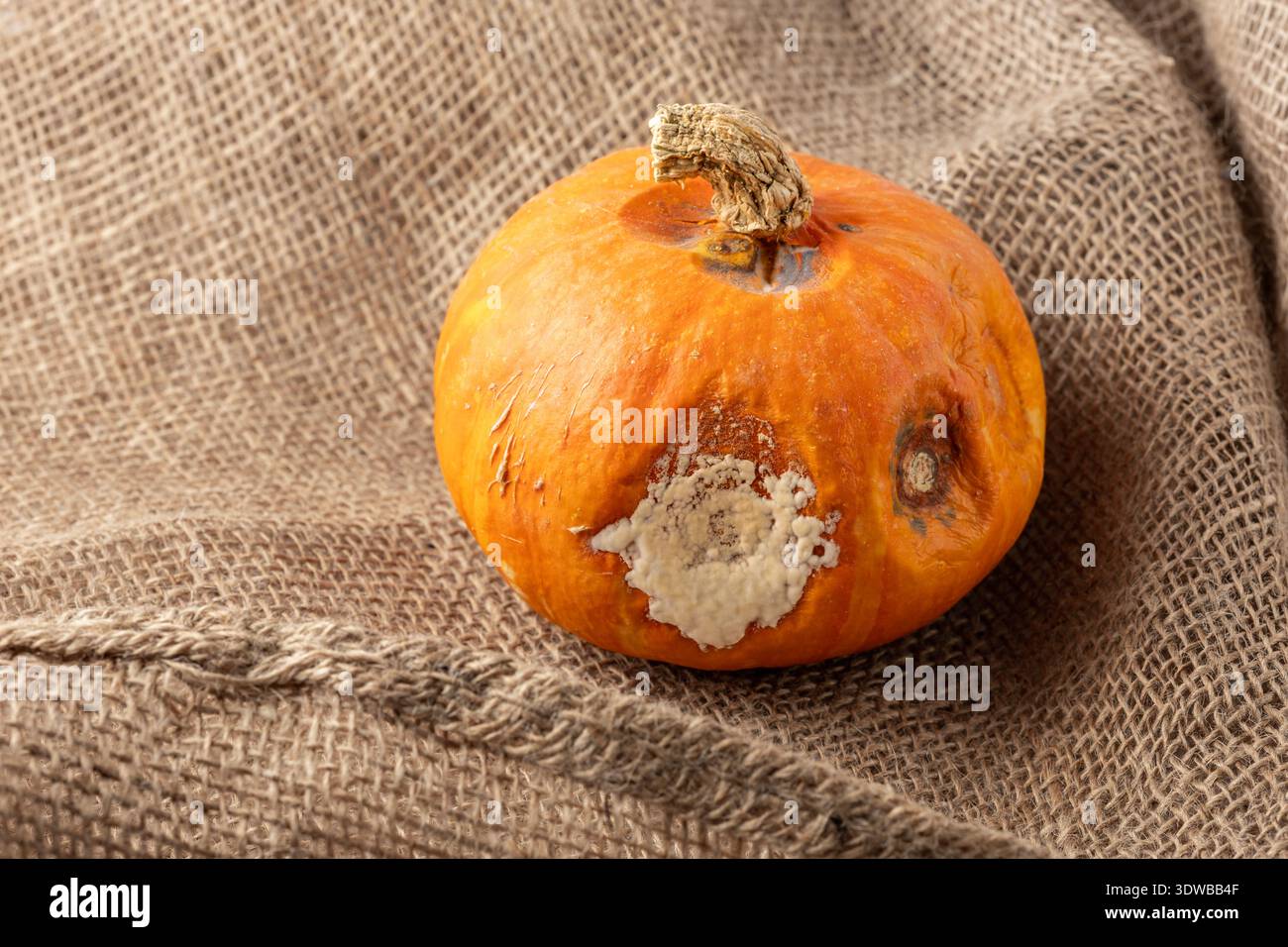 Schimmel auf Kürbisgemüse. Verrotteter ungesunder oranger Kürbis auf braunem Sacklappen-Hintergrund. Lebensmittelverschwendung. Stockfoto