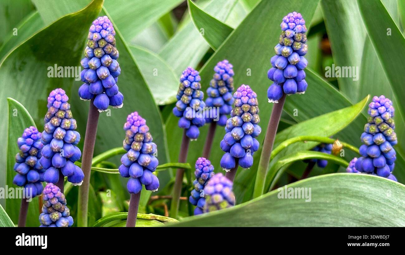 Wunderschöne blaue und violette Blüten Muscari neglectum, bekannt als Traubenhyazinthe im Frühling. Stockfoto